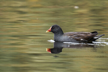 Common moorhen (Gallinula chloropus) swimming on a lake