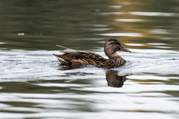 Female mallard duck swimming on a lake