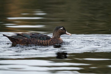 Duck swimming on a lake.