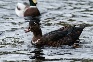 Duck swimming on a lake.