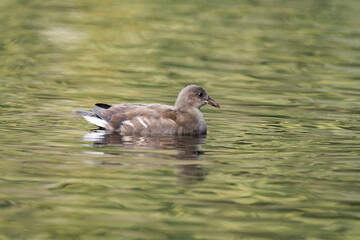 Young common moorhen (Gallinula chloropus) swimming on a lake.