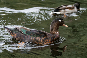 Duck swimming on a lake.