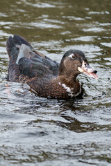 Duck swimming on a lake.