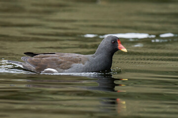 Common moorhen (Gallinula chloropus) swimming on a lake