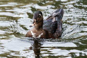 Duck swimming on a lake.