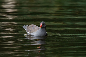 Common moorhen (Gallinula chloropus) swimming on a lake