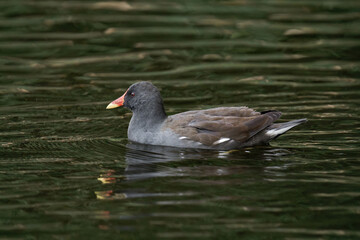 Common moorhen (Gallinula chloropus) swimming on a lake