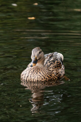 Female mallard duck swimming on a lake