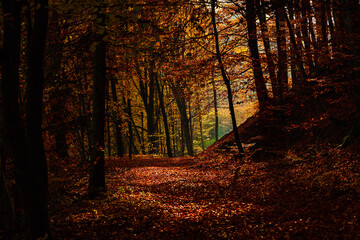 Fototapeta premium Golden hour in a beautiful colorful autumn forest