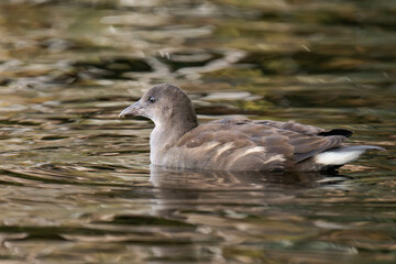 Young common moorhen (Gallinula chloropus) swimming on a lake.