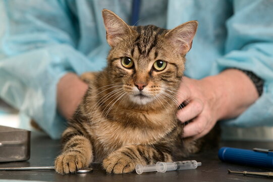 Chat de goutti&egrave;re chez le v&eacute;etrinaire