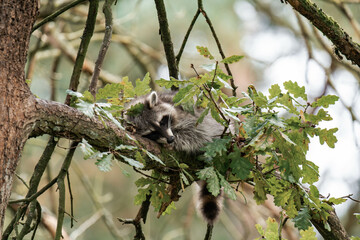 Raccoon relaxing on a tree