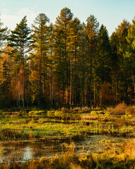 Golden hour in a beautiful colorful autumn forest