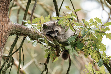 Raccoon relaxing on a tree