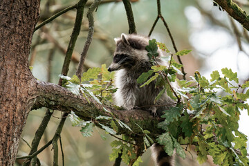 Raccoon sitting on a tree