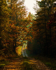 Golden hour in a beautiful colorful autumn forest