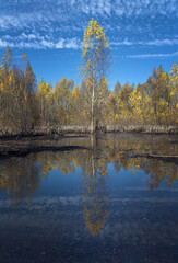 Sunny autumn day. Trees and bushes with rare yellow foliage on the shore of a reservoir. Beautiful clouds and everything around are reflected in the water.