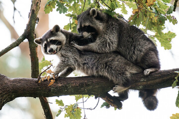 Two raccoons playing together on a tree