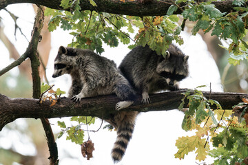 Two raccoons playing together on a tree