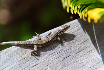 Close-Up of Common Wall Lizard: Blending on a Wooden Terrace Among Trees in the South of France