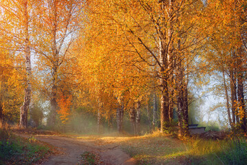 A picturesque autumn landscape with trees in a forest with yellow leaves