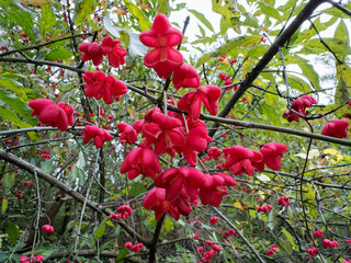 Autumn background with a sprig of spindles (Euonymus verrucosus). Poisonous plant. Natural background.