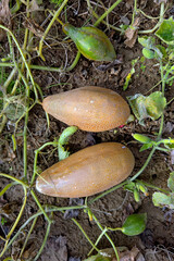 The overripe fruits of the cucumbers are ready for the collection of seeds.