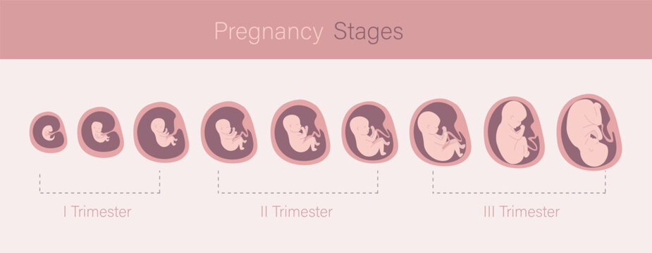 Embryo in womb, set of icons. Fetal development and growth during pregnancy. Monthly stage, medical infographic. Baby awaiting. Three trimesters. Horizontal banner.