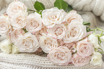 A bouquet of pale pink roses in full bloom on a white knitted blanket. Soft and fuzzy texture, creating a sense of peace and tranquility. Romance, Cozy, Comfy, love concept