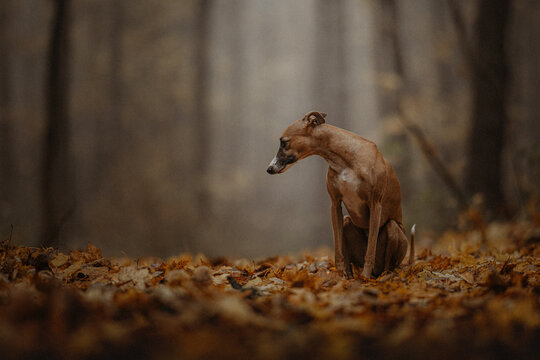 Chudy pies whippet w mglistym lesie p&oacute;źną jesienią
