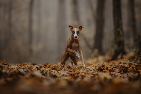 Chudy pies whippet w mglistym lesie p&oacute;źną jesienią