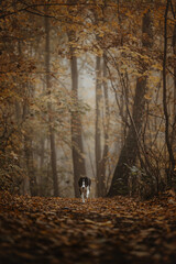 Border collie jak wilk w lesie mgła złota jesień