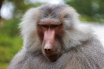 Portrait of adult male Baboon monkey