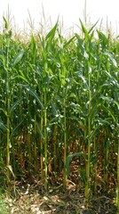 Obraz premium Sunlit Cornfield Stretching Into the Horizon