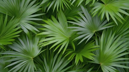 Vibrant green palm leaves filling the frame in a lush tropical environment during daytime