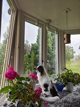 Fluffy cute dog gazing out of a large window surrounded by vibrant flowers. 