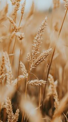 Fototapeta premium Golden Corn Stalks Swaying in Gentle Breeze