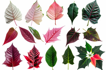 Fototapeta premium A collection of 18 vibrant, colorful leaves, isolated on a white background.