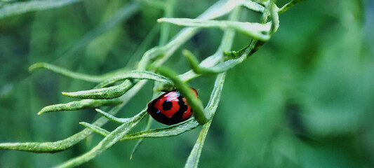 Close-up Coccinella transversalis or ladybug