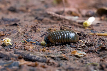 Pill millipede has a fat appearance. When startled, it curls up into a ball like a bullet and lives in wet places or rainforests. Eat rotting plant scraps as food.