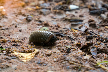 Pill millipede has a fat appearance. When startled, it curls up into a ball like a bullet and lives...