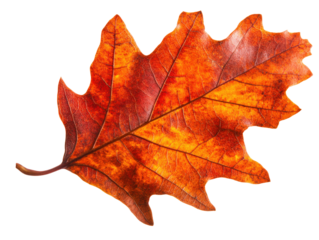 Autumn leaf, vivid orange and brown colors, isolated on a white background.
