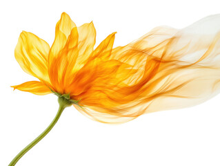 Beautiful yellow flower with artistic flowing petals on a white isolated background.