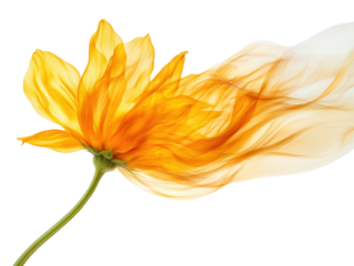 Beautiful yellow flower with artistic flowing petals on a white isolated background.