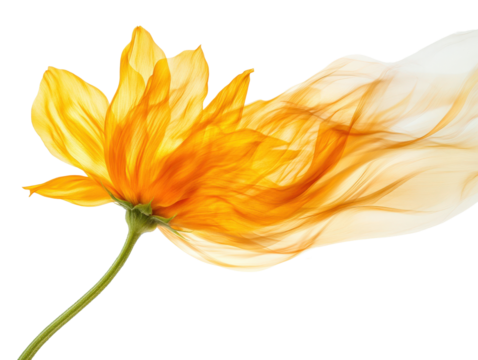 Beautiful yellow flower with artistic flowing petals on a white isolated background.