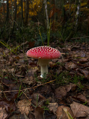 fly mushroom