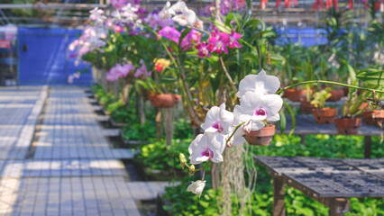Focus at white orchid flowers in a row of colorful orchid plant on blurred greenhouse area in ornamental plant farm background 