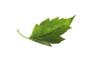 Fototapeta premium Fresh green leaf on a white isolated background.
