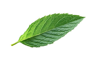 Obraz premium Green leaf with a detailed texture, white isolate background.