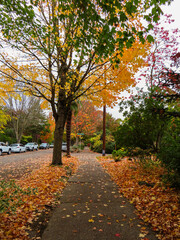 autumn in the park